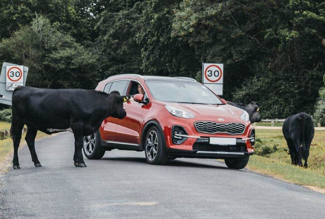 Cows on road stop driver